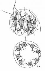 STEPHANOSPHAERA_PLUVIALIS.jpg