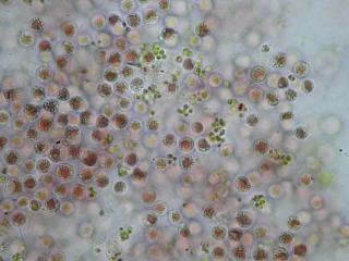 porphyridium__1__copie.jpg