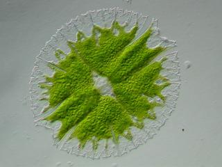 micrasterias_rotata.jpg
