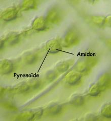pyrenoide.jpg