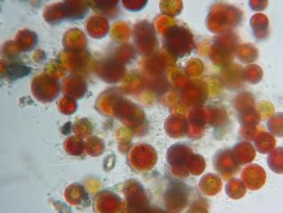 Hematococcus40.jpg