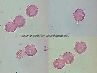 pollenm1.jpg